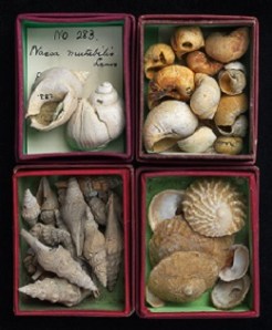 Shells from Charles Lyell's collection